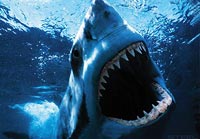 sharkattack - Модель поглощения: Выбор эффективного сигнала